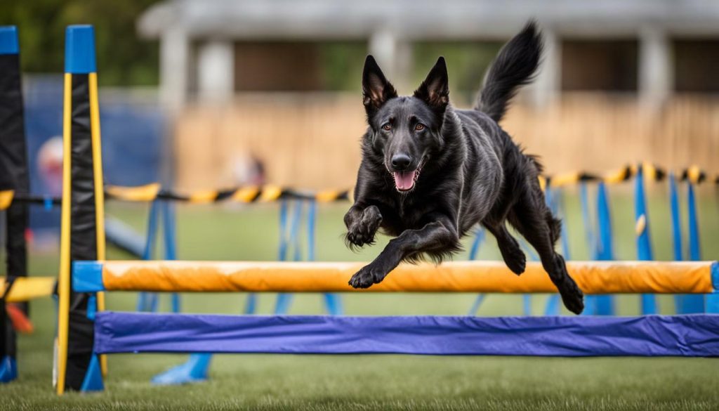 Dutch Shepherd Dog performing agility challenge