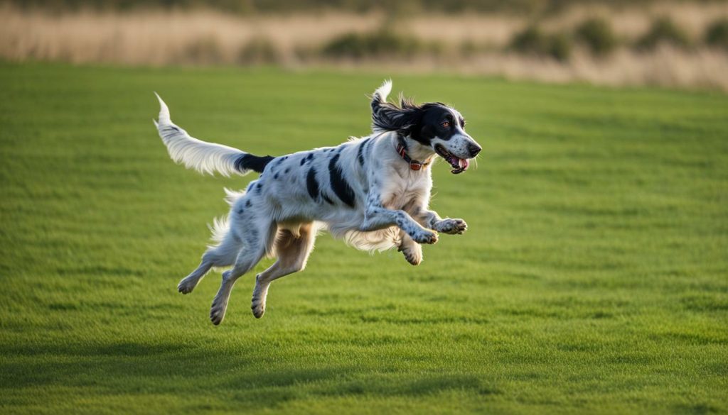 English Setter dog with a frisbee