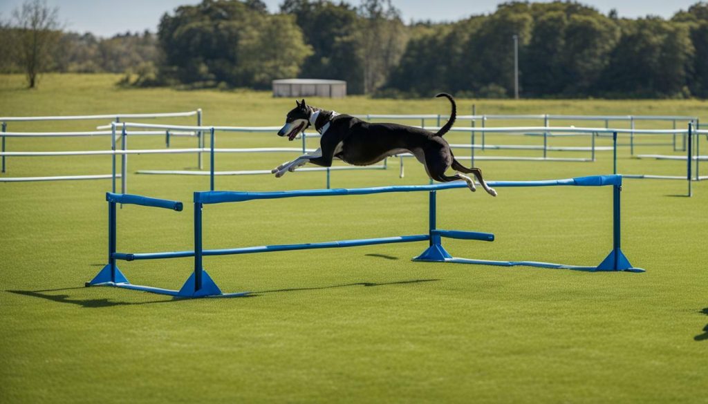 Greyhound obedience training