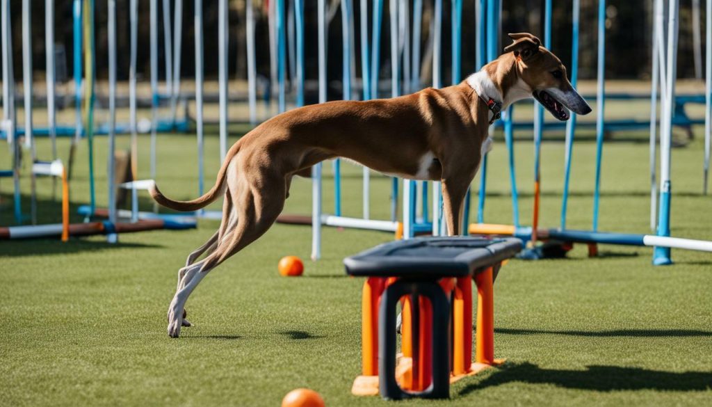 Greyhound puppy training