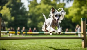 How to train a Chinese Crested Dog