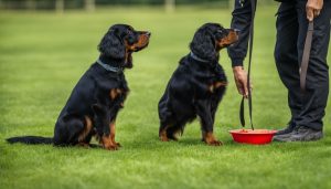 How to train a Gordon Setter Dog