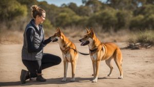 Train a Dingo Dog