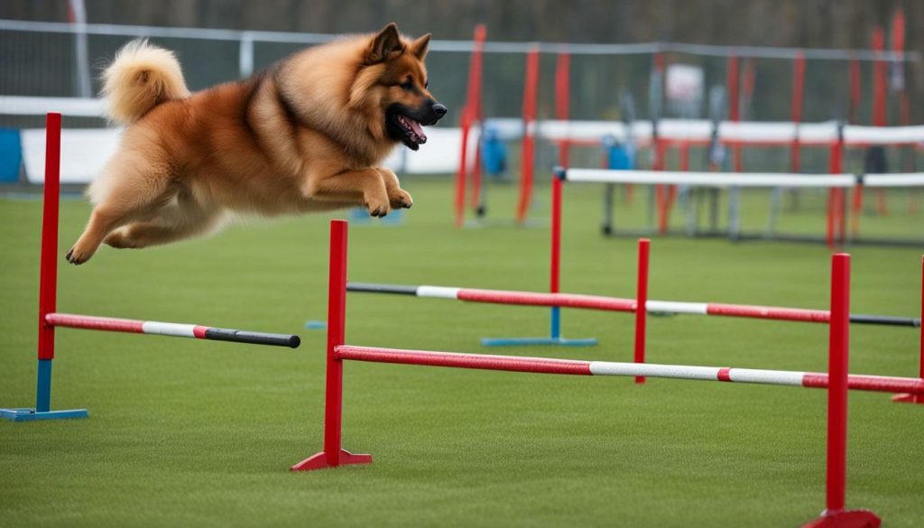 Training games for Eurasier Dogs