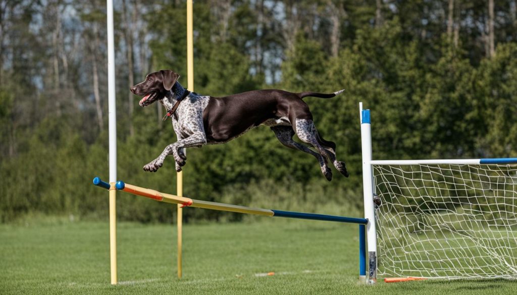 training a German Shorthaired Pointer