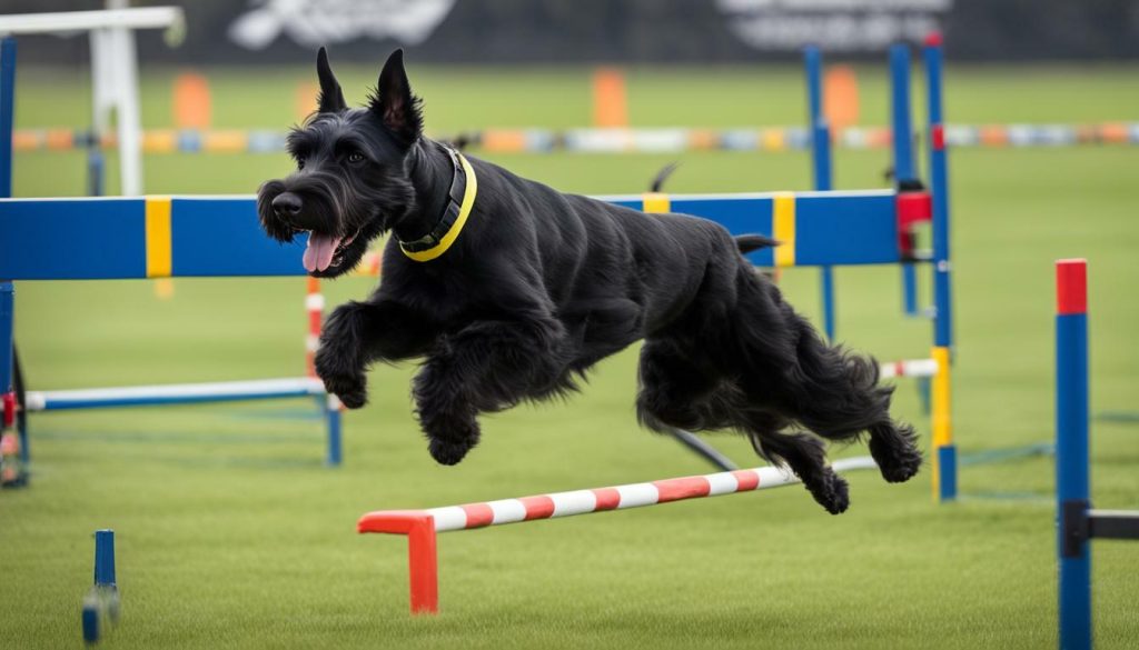 training for dog sports